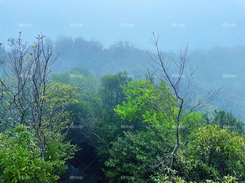 fog and forest
