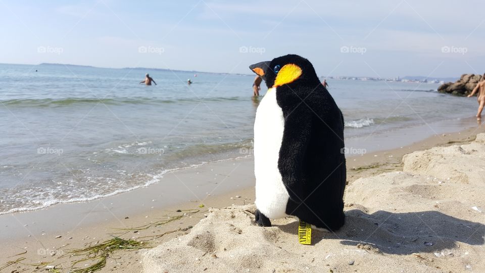 Penguin 