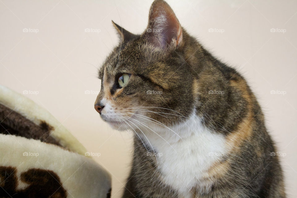 Close-up of a cat looking away