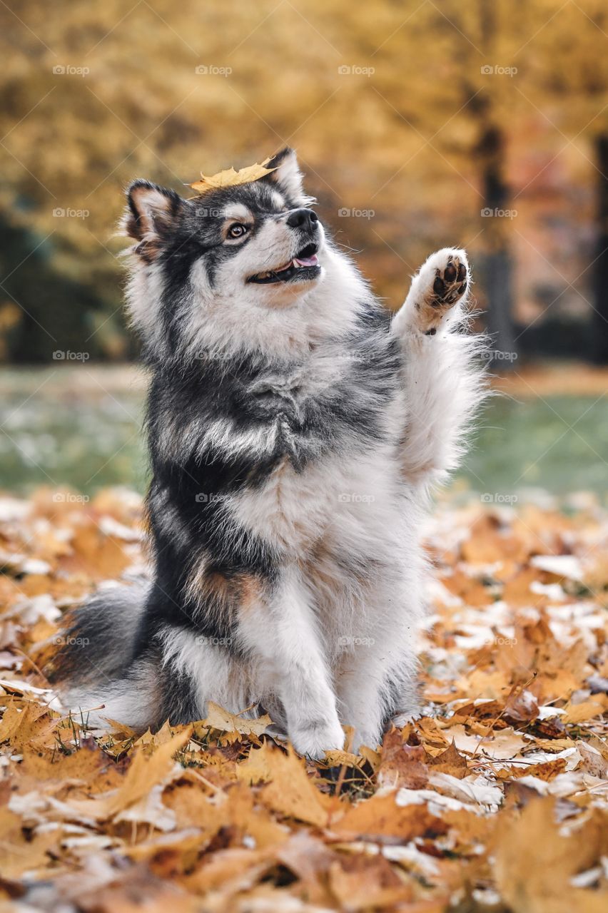 Portrait of a young Finnish Lapphund dog waving his paw