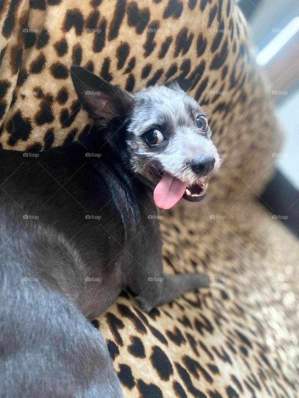 My guigui dog, schnowzer