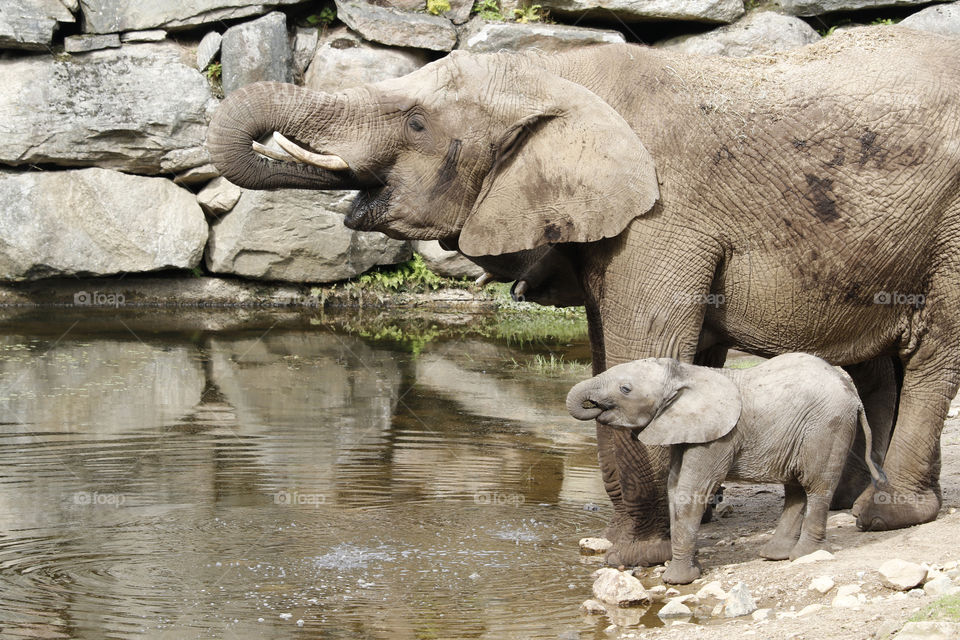 Elephant mother and baby drinking water  - elefant mamma barn dricker vatten tillsammans 