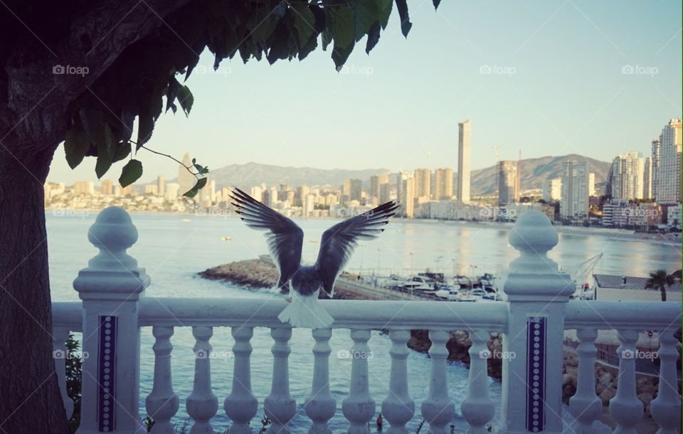 Seagull#fly#wings#bird#animal#seaview#city