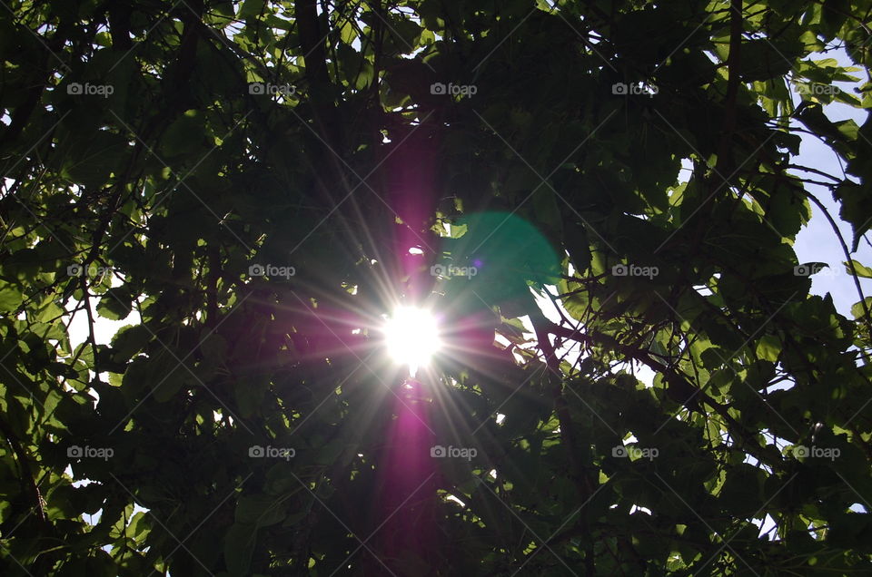 Sun through tree
