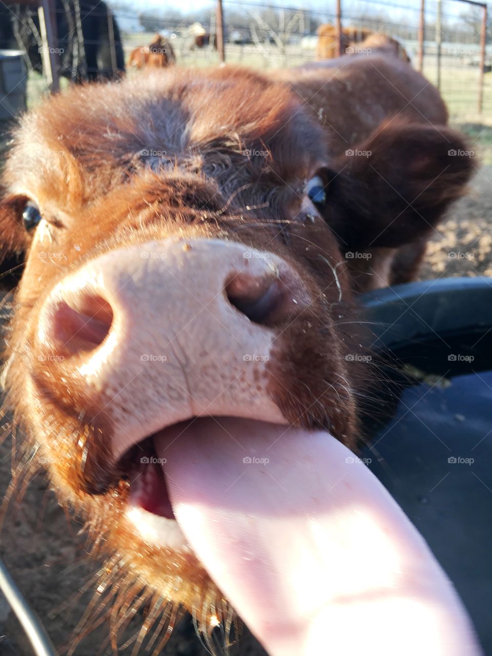 Nosey calf tries to lick the camera. 