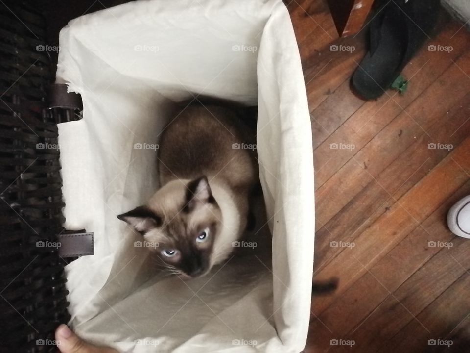 Siamese cat in box