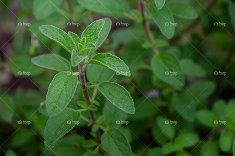 oregano