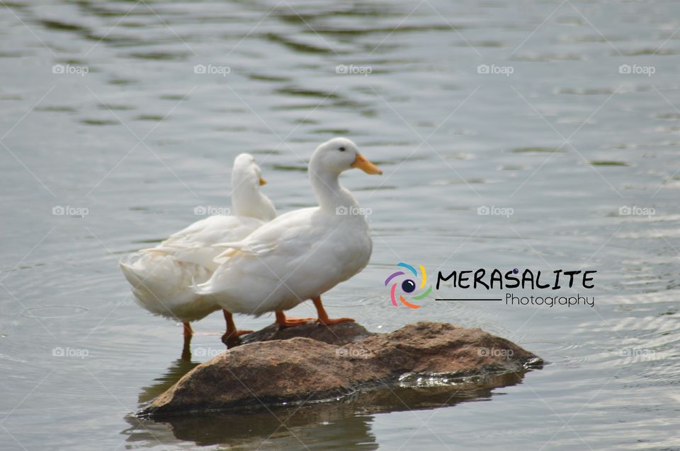Every where we can Sen one thing it's love
Lovers are beautiful making happy what's she or he love .
This pic Hambanthota bird research senator
Sri Lanka ,hanbanthota