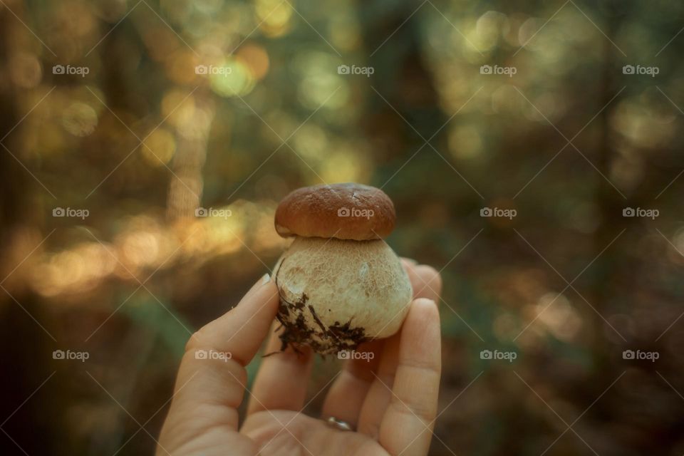 Mushrooms in a autumn sunny forest