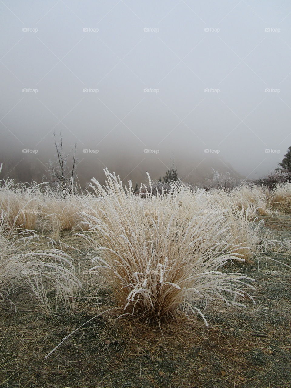 Stunningly beautiful frost on wild grasses and trees on a cold winter morning in Central Oregon. 