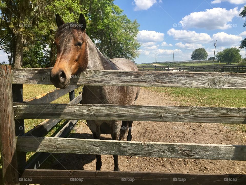 Brown horse standing at a wooden fence on a farm