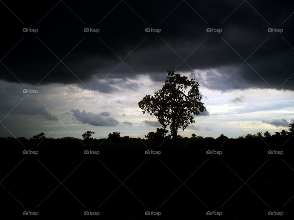 Sunset, Tree, Landscape, Sky, Silhouette