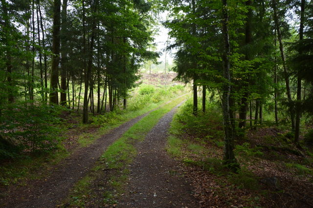Path in the Wood 