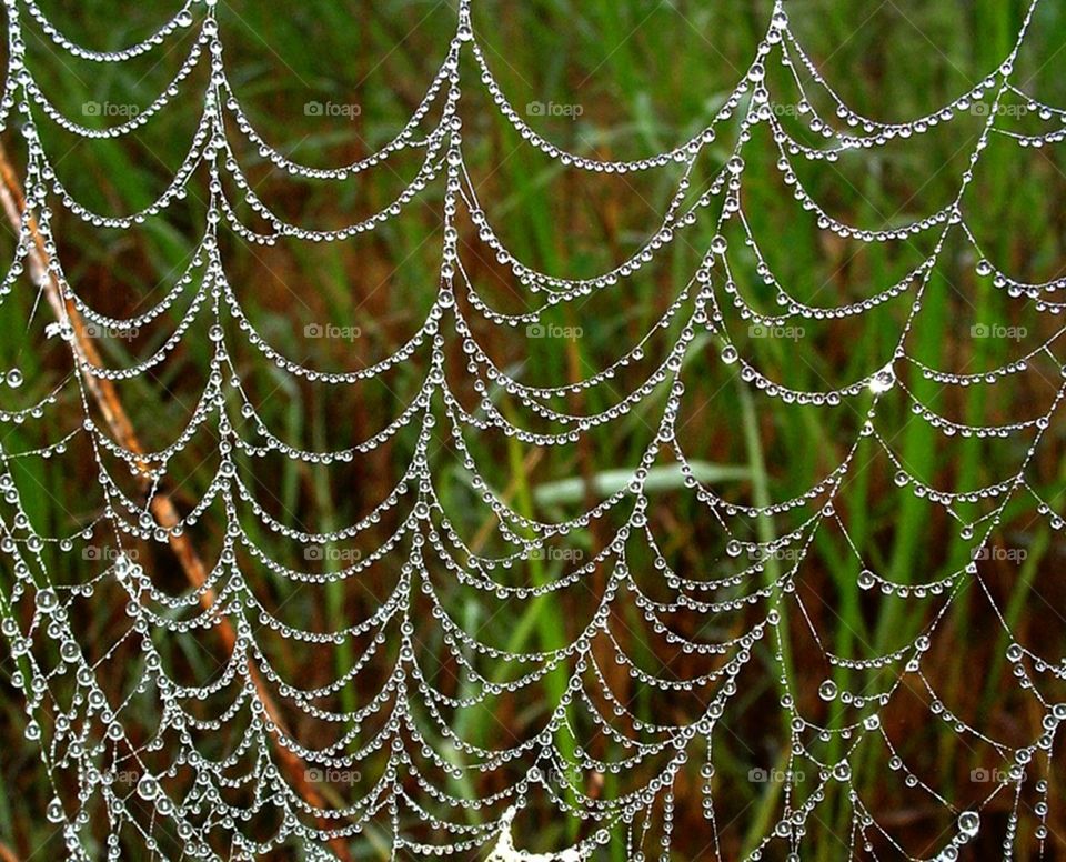 Spiders jewelry