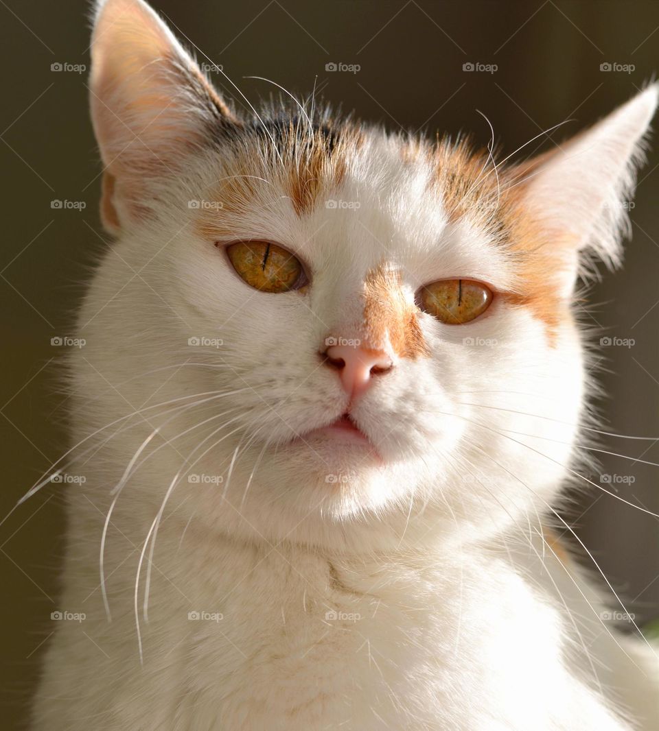 cat beautiful portrait close up in sunlight