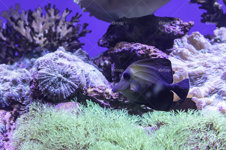Colorful fish in the sea background the coral , Thailand.