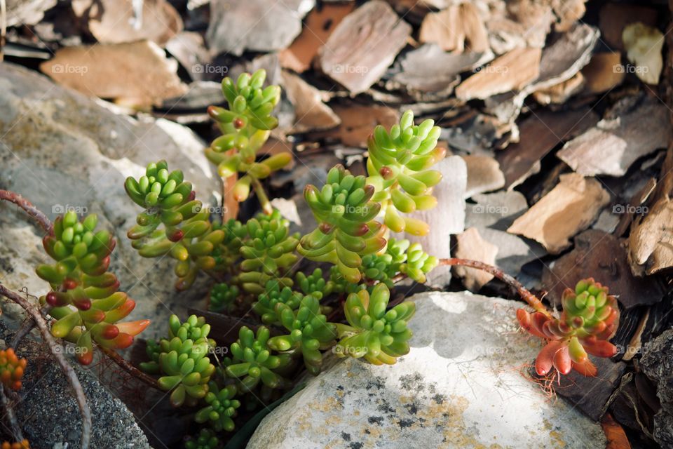 Succulent between the garden rocks