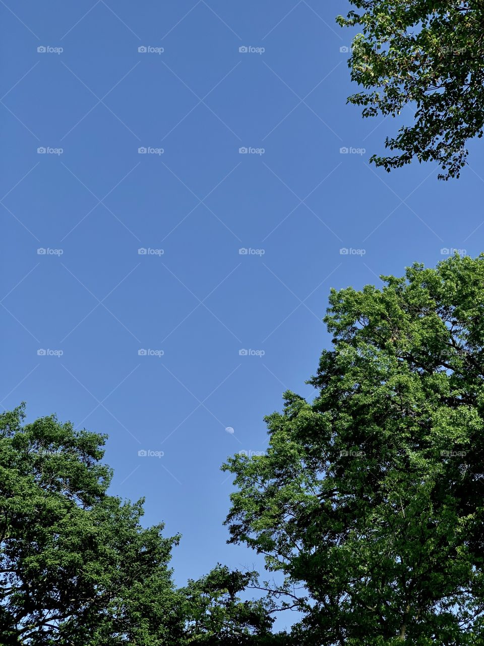 Half moon with blue sky background. Beautiful green trees in summertime. Nature frame.