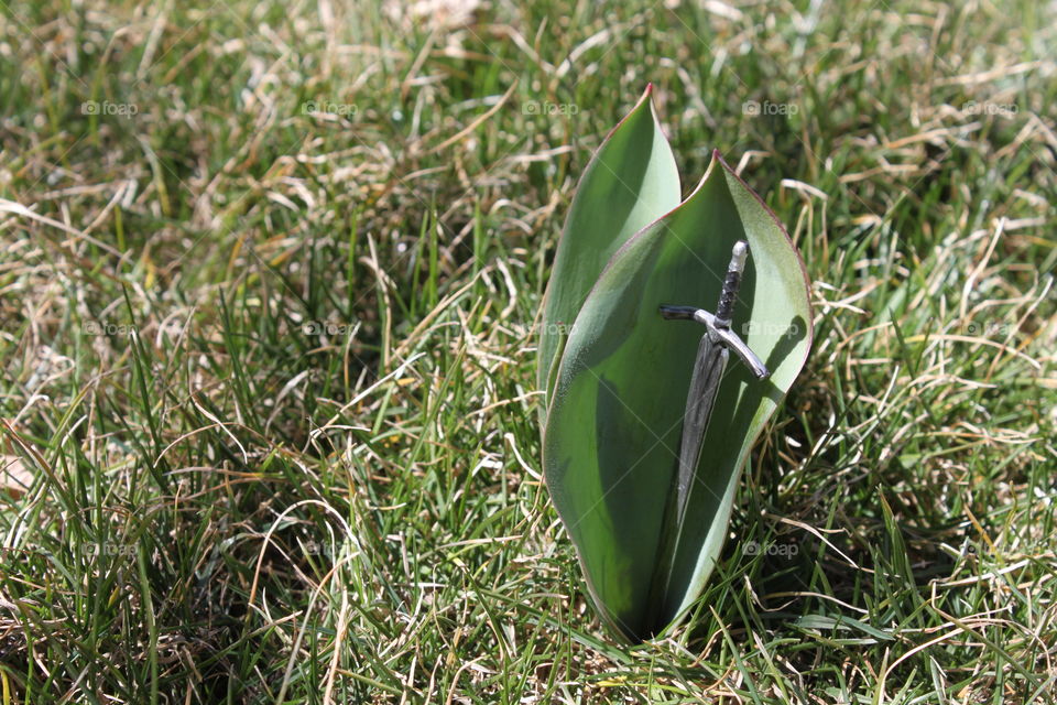 Sword in Tulip Leaf