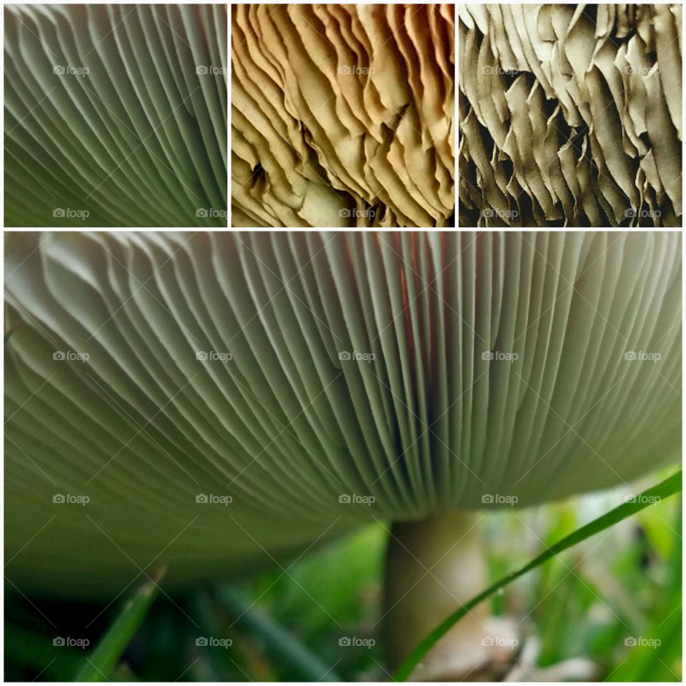 aging of a mushroom