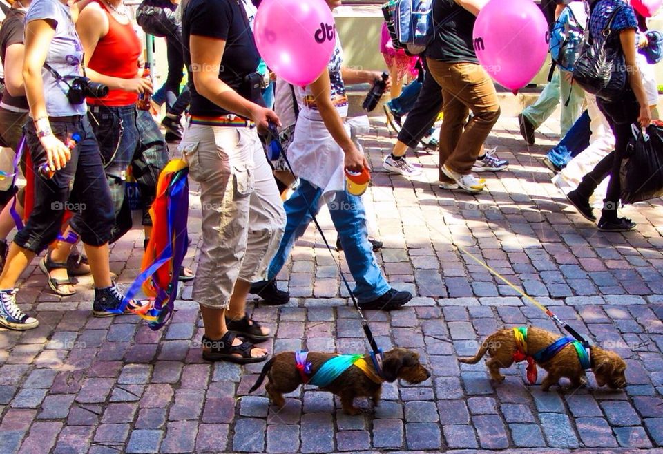 Pride dachshunds