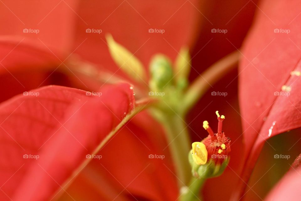 Close-up of a red leaf bud