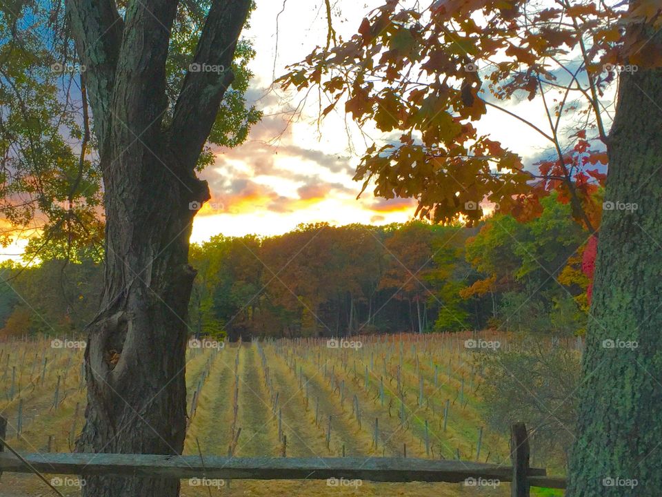 Autumn sunset at McLaughlin Vineyards. Sandy Hook, CT