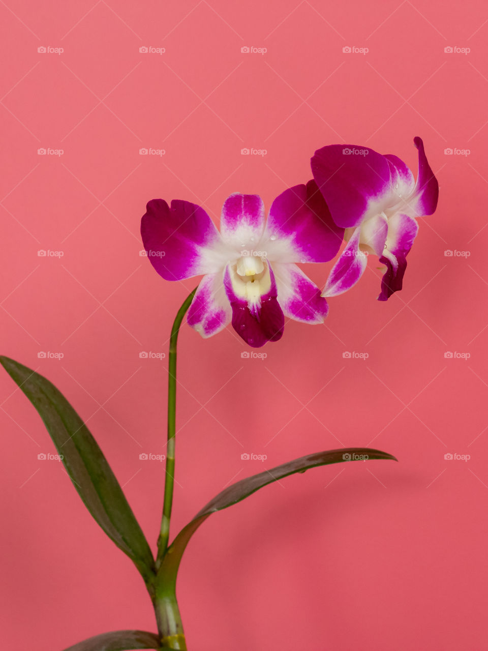 Beautiful Orchid