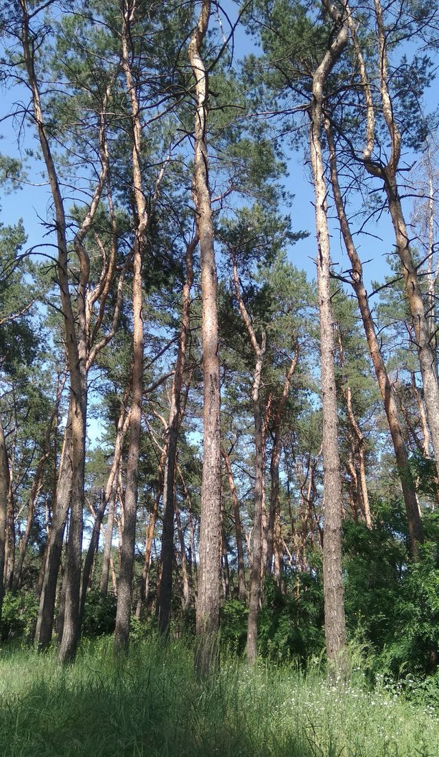 nature