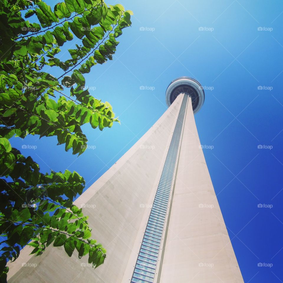Tree in front of CN tower 