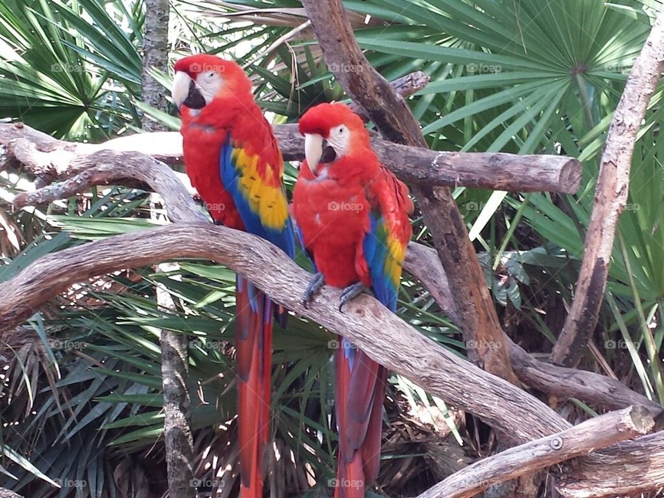 tropical birds