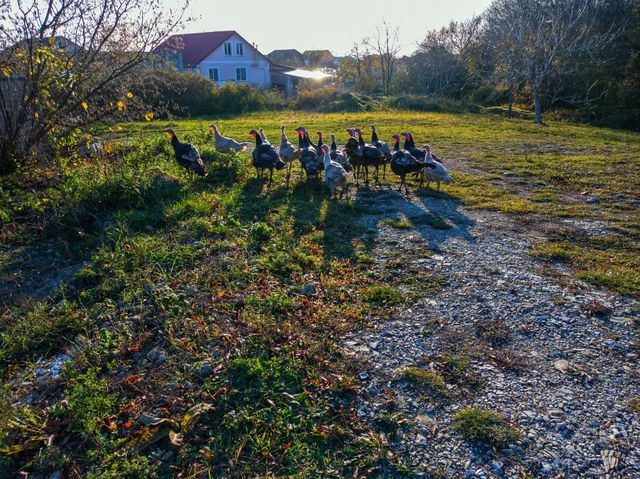 A flock of turkeys roams through a clearing in the forest belt.