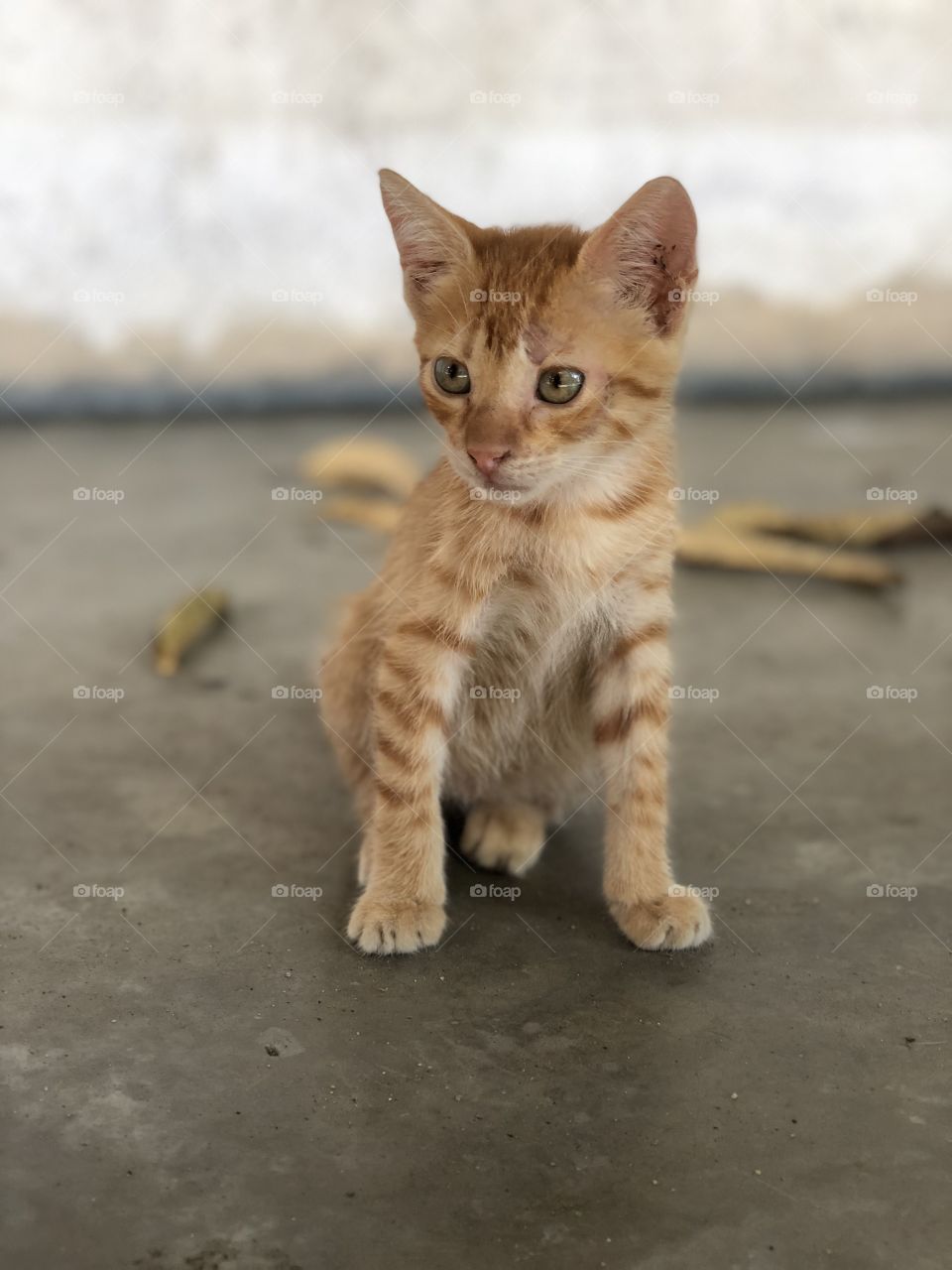  Beautiful orange kitten sitting down 