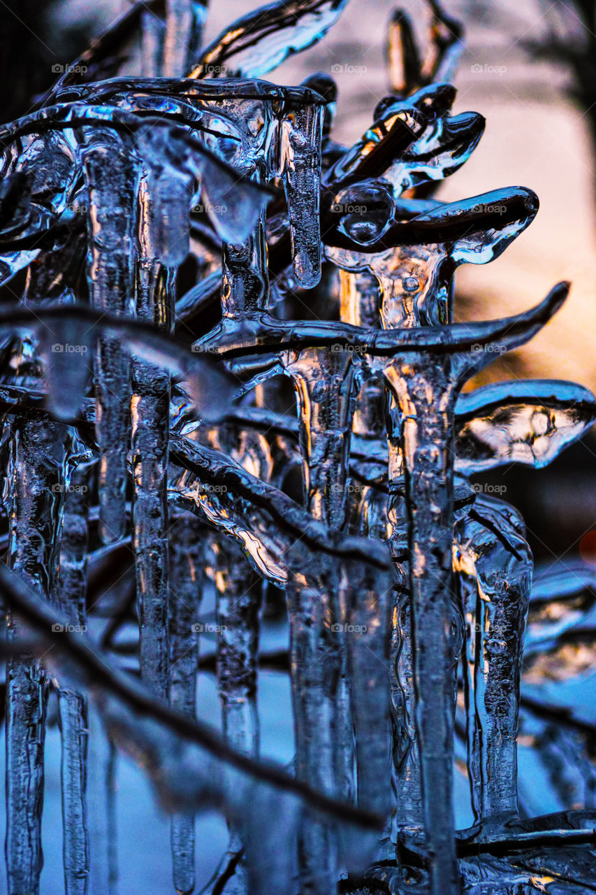 Frozen icy Icicles hang from a bare brush in winter during sunset 
