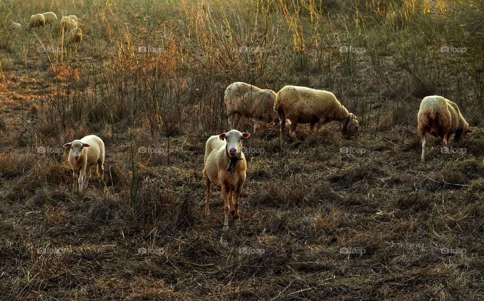 Mammal, Agriculture, Sheep, Farm, Grass