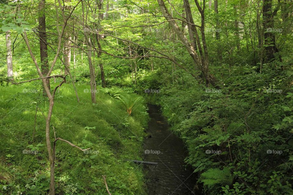 A stream in the woods