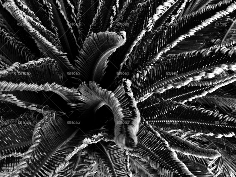 Cycad