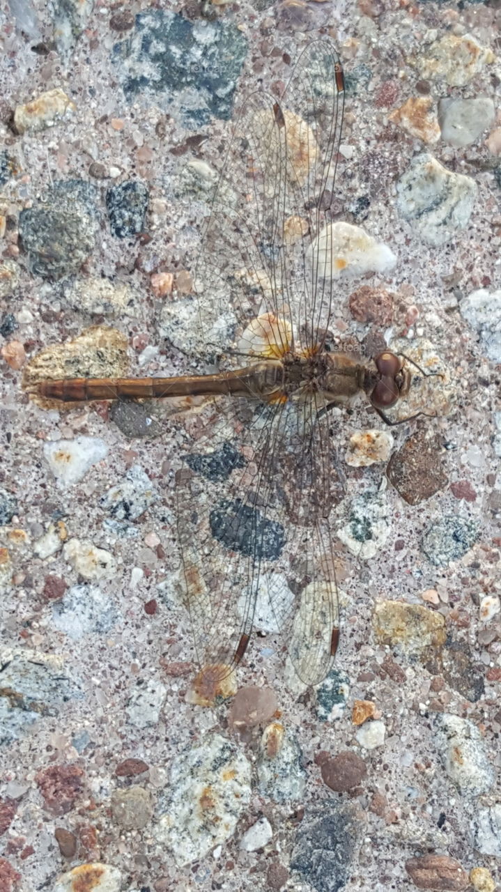 Dragonfly