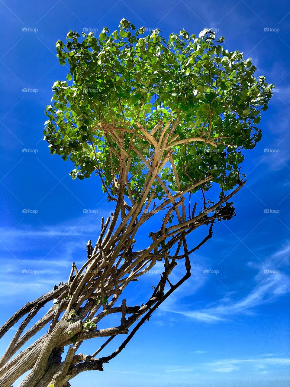 Tree in blue sky, Ao Prao, Koh Samet, Gulf of Thailand