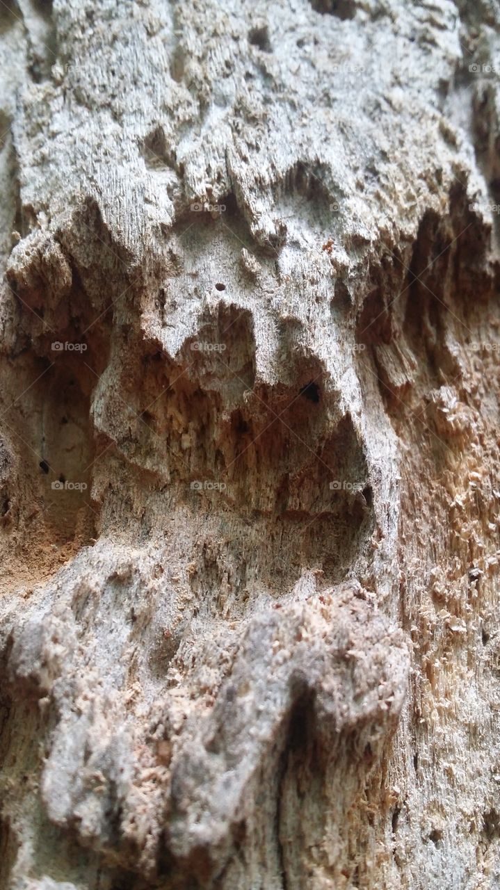 dead tree woodpecker holes bark