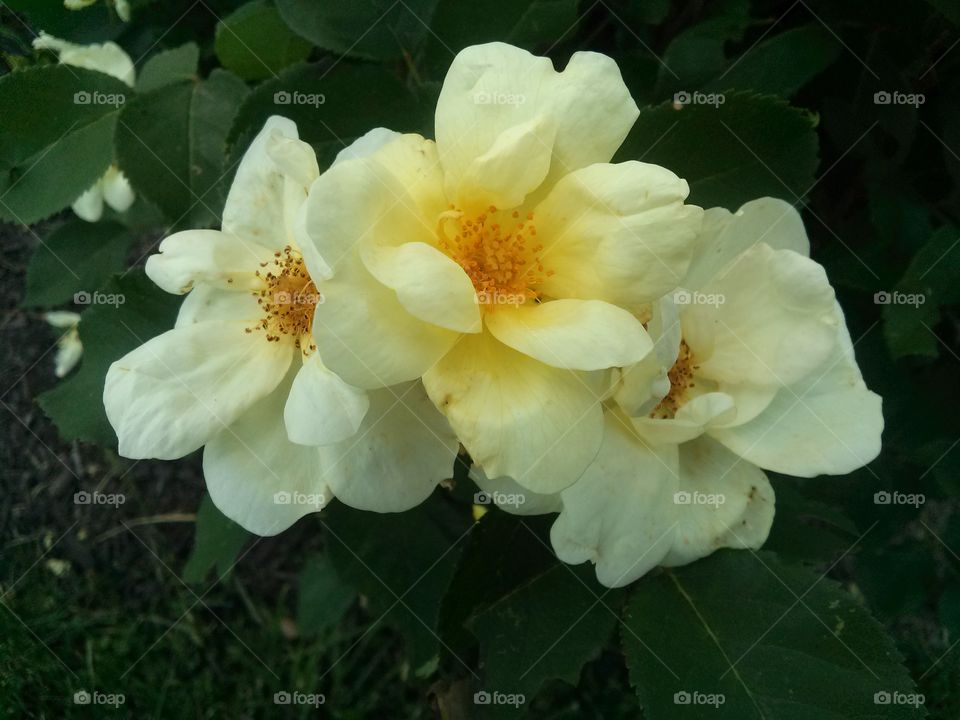 Yellow days. Just a stroll in the park