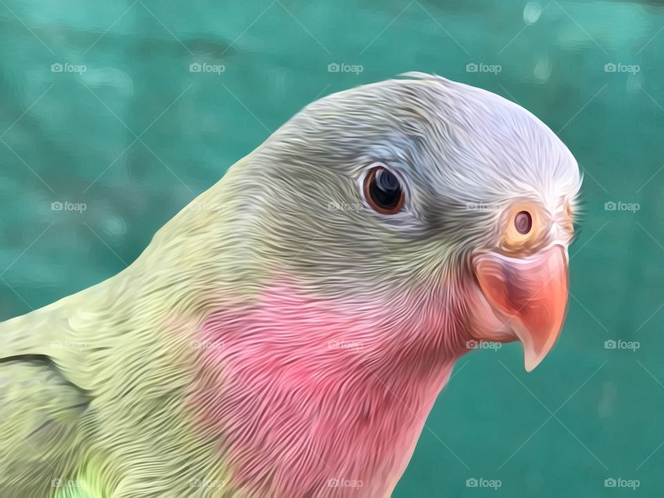 Parrot