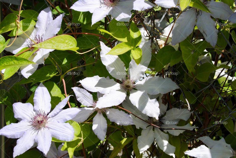 Clematis in Full Bloom