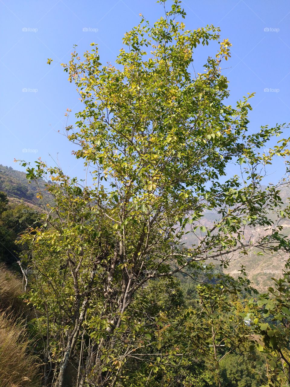 Beautiful trees in brilliant winter sunshine in a hill village