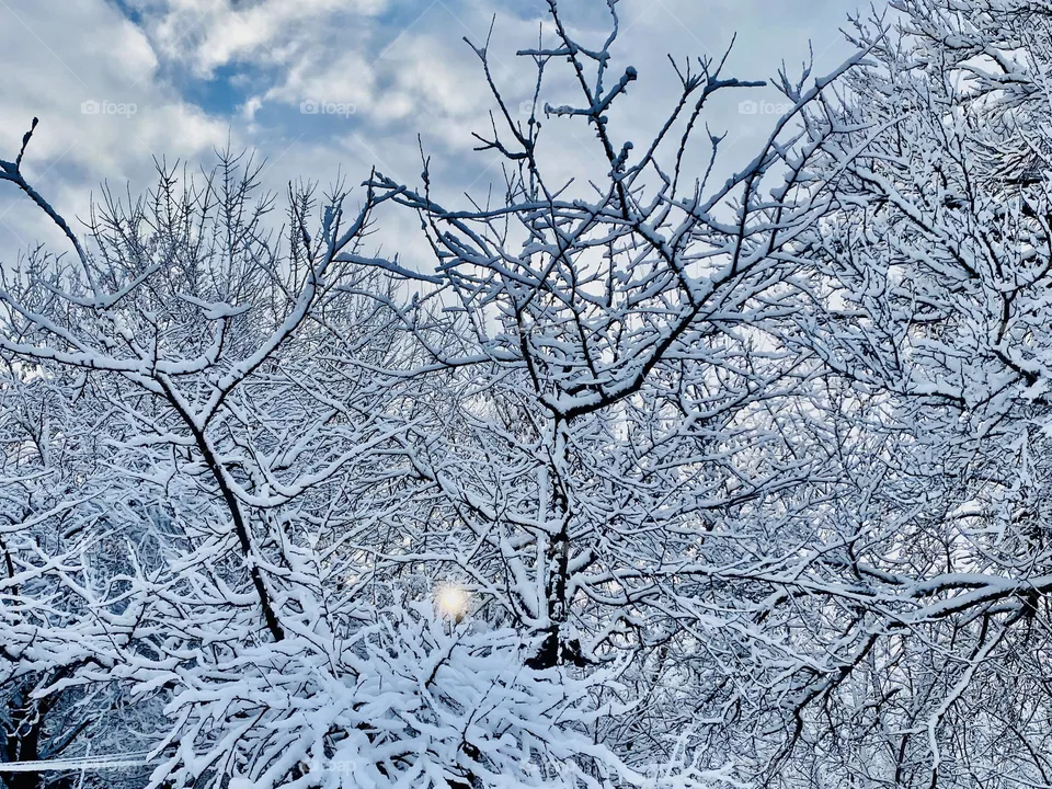 Winter tree