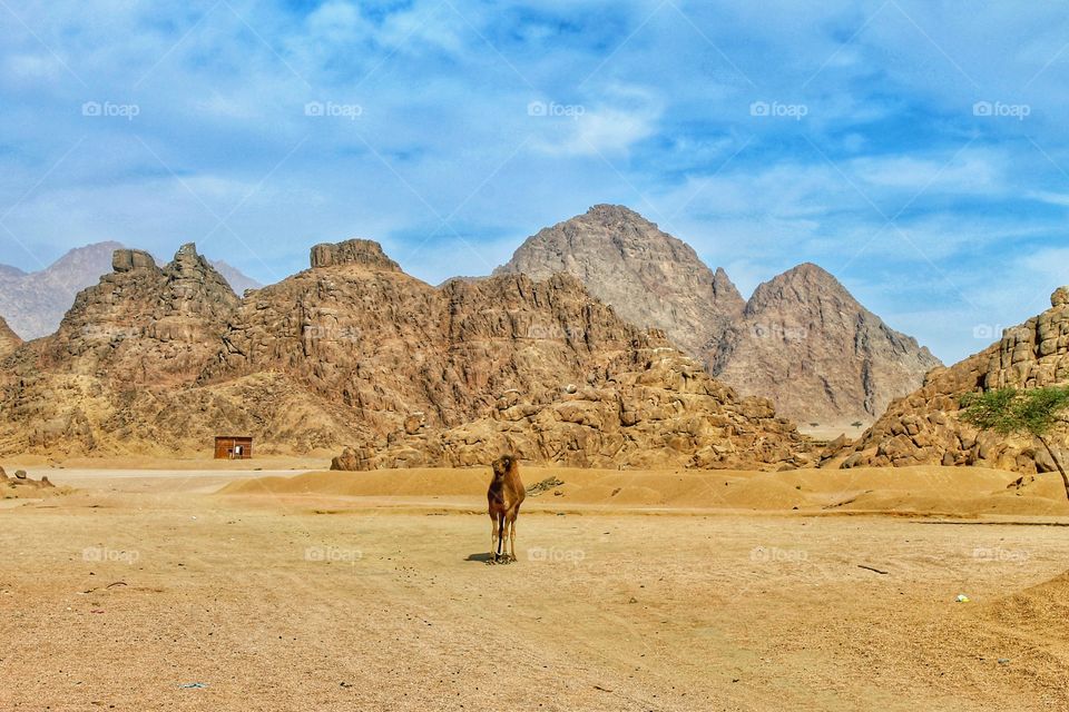 camel, desert, rock, road