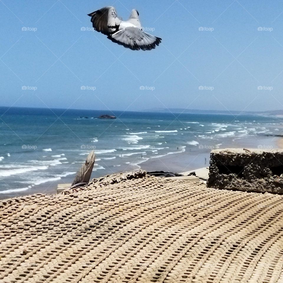 beautiful flying pigeon Cross the sky