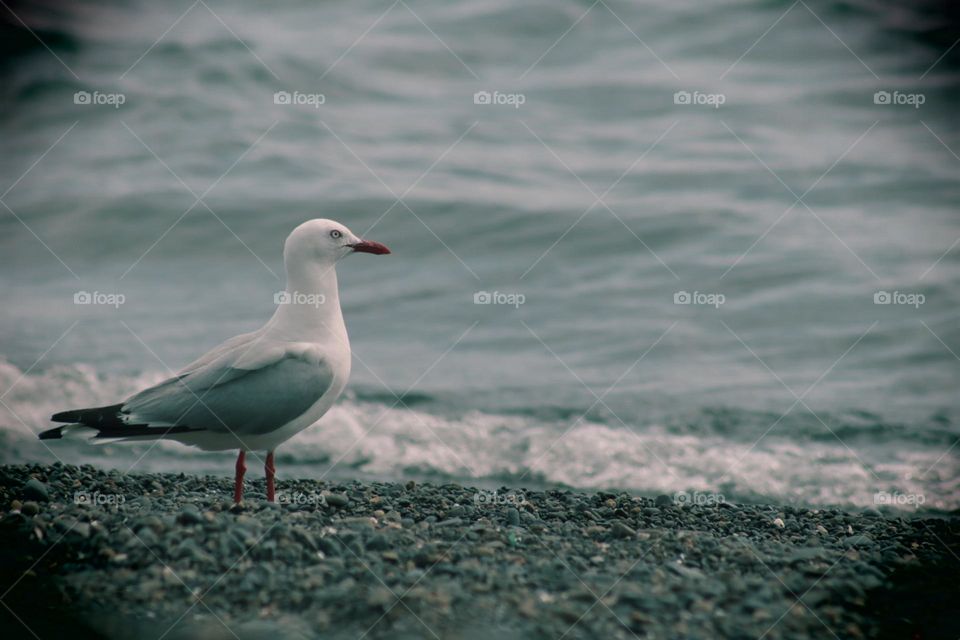 Sea Gull