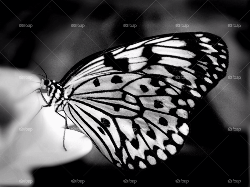 butterfly insect black and white close up by landon