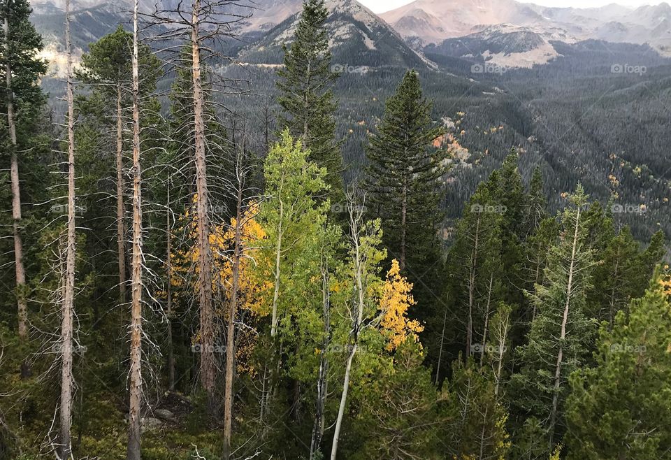Fall colors- pine beetle kill trees - Rocky Mountain National Park